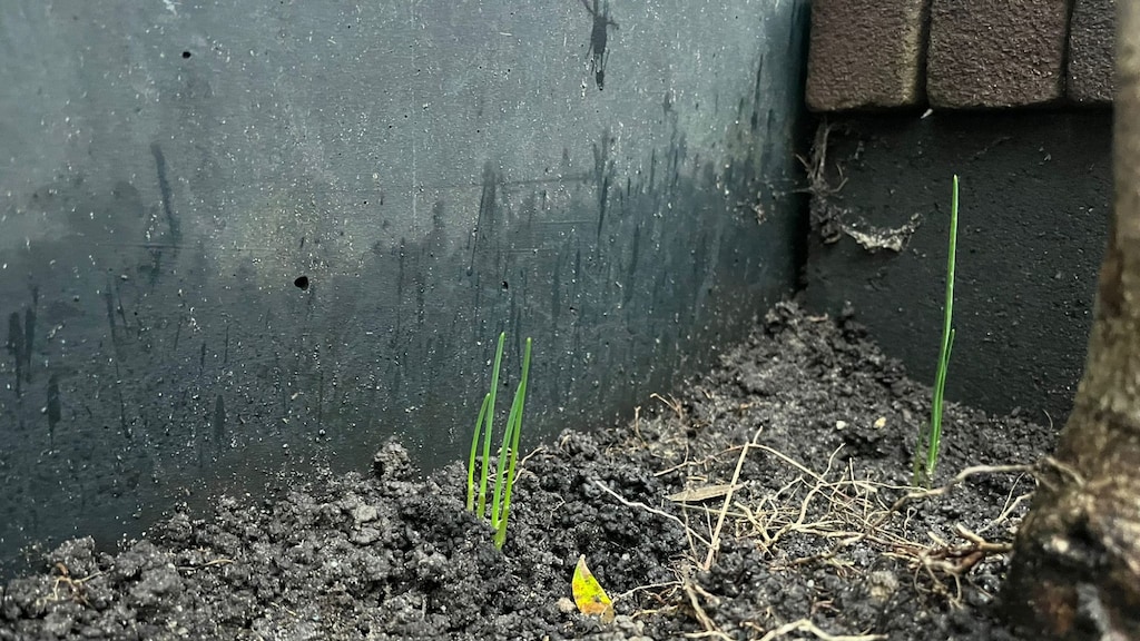Bloembollen steken de kop op