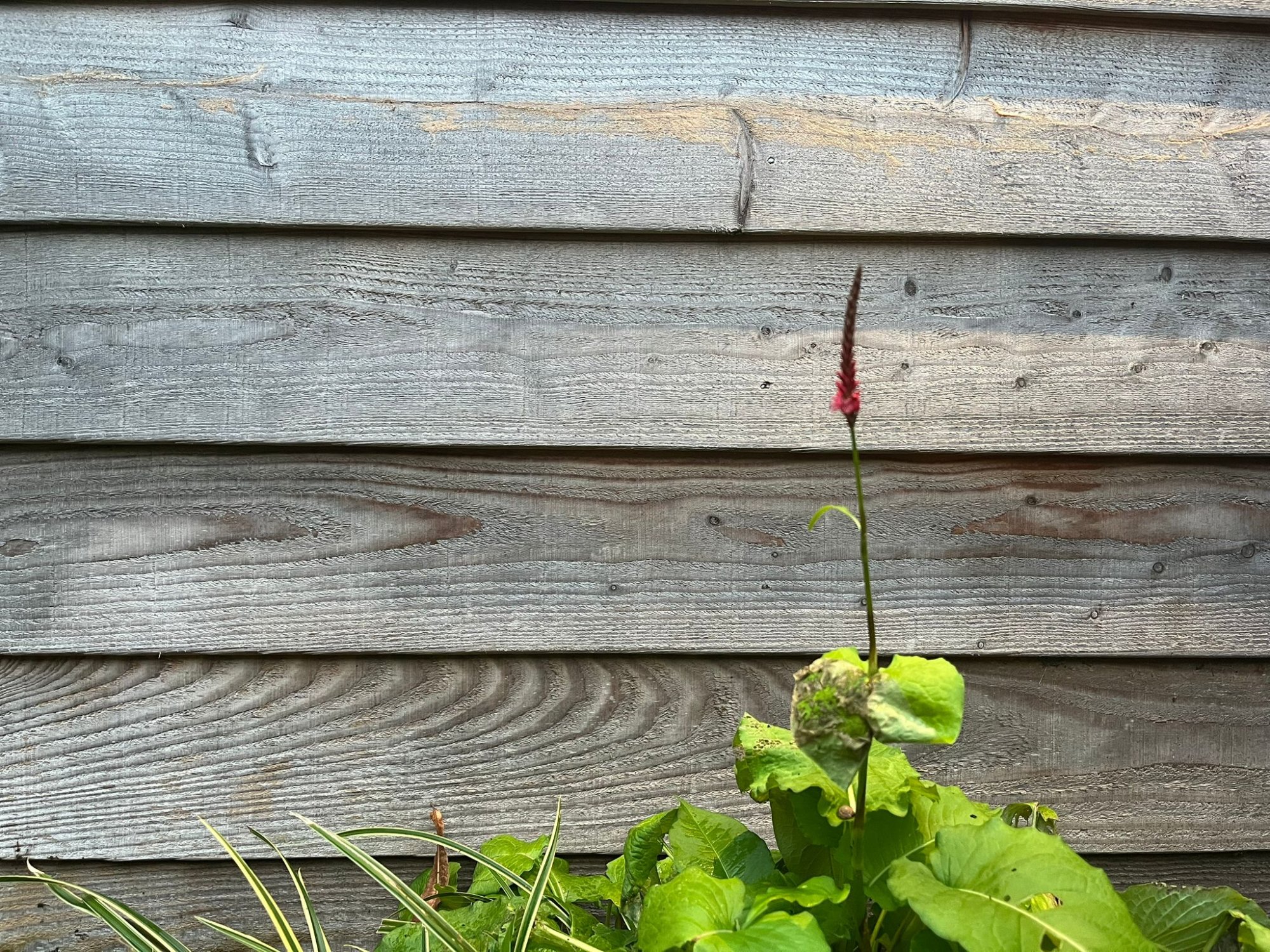 Zachte december zet natuur op z’n kop: planten denken dat het al lente is