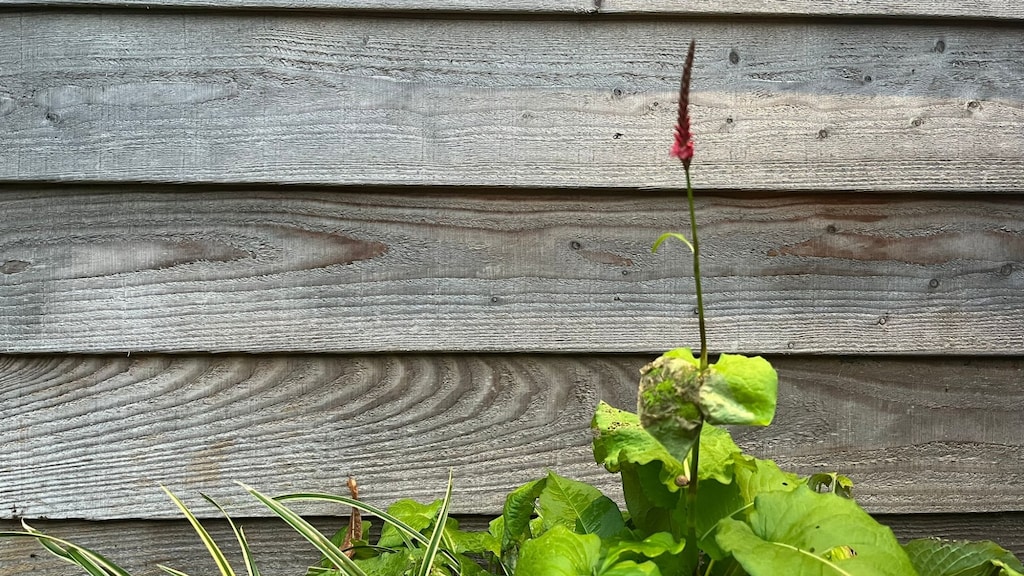 Zachte december zet natuur op z’n kop: planten denken dat het al lente is