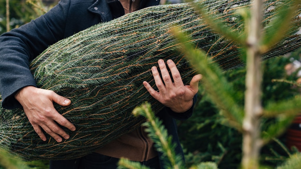 Ongewenst bezoek in huis: kerstbomen bevatten zo’n 25.000 beestjes