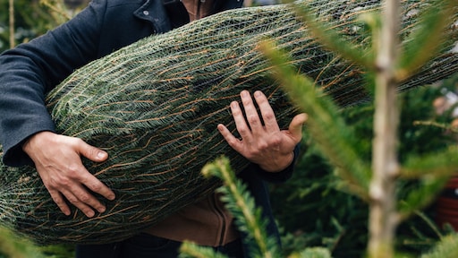 Ongewenst bezoek in huis: kerstbomen bevatten zo’n 25.000 beestjes