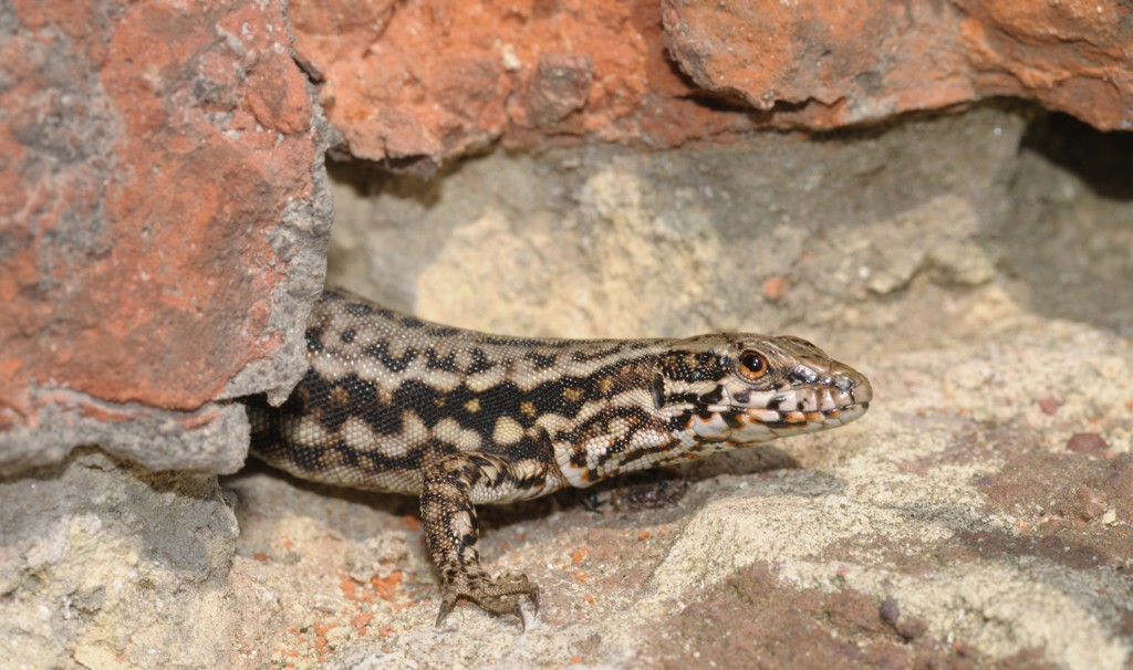 Reptielen hebben het zwaar, alleen de muurhagedis doet het opvallend goed