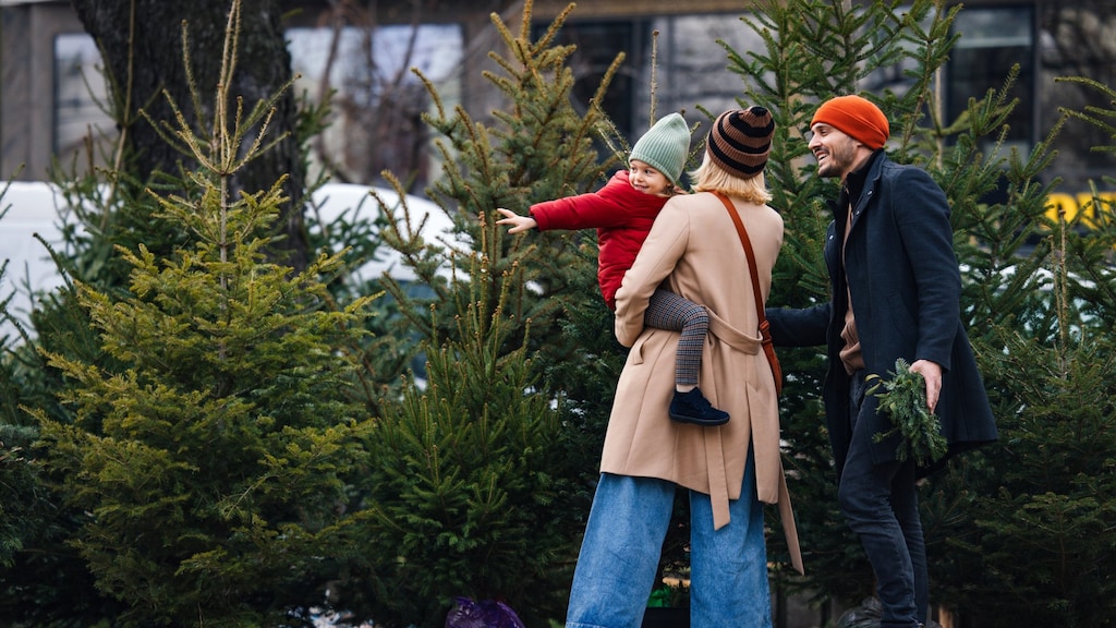 Meest gemaakte kerstboomfouten: ‘Verkeerde plek zorgt voor naalduitval’