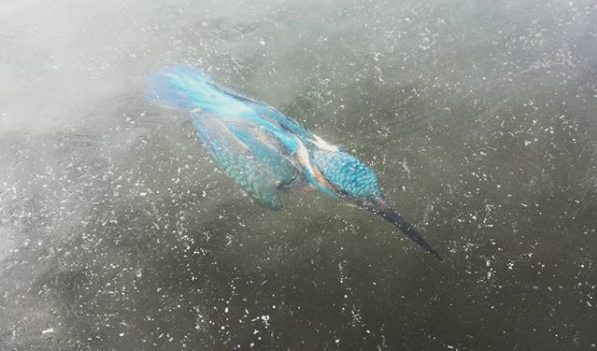 Deze ijsvogel ging ook naar het museum.