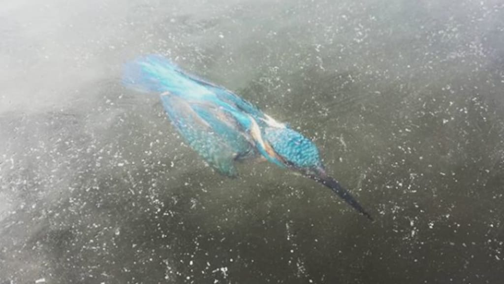 Deze ijsvogel ging ook naar het museum.