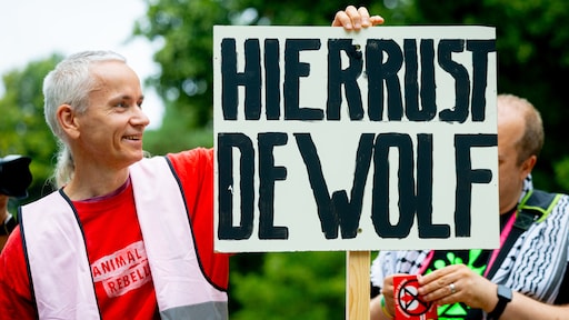 Natuurhistorisch Museum Rotterdam wil doodgeschoten wolf Bram in tentoonstelling