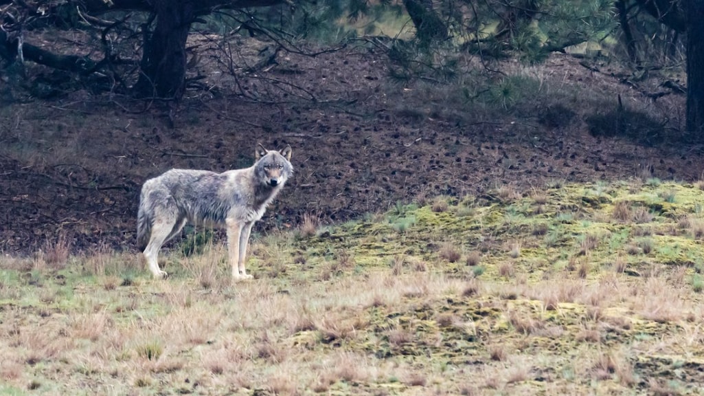 Doodgeschoten wolf Utrechtse Heuvelrug is 'probleemwolf' Bram, bevestigt DNA-test
