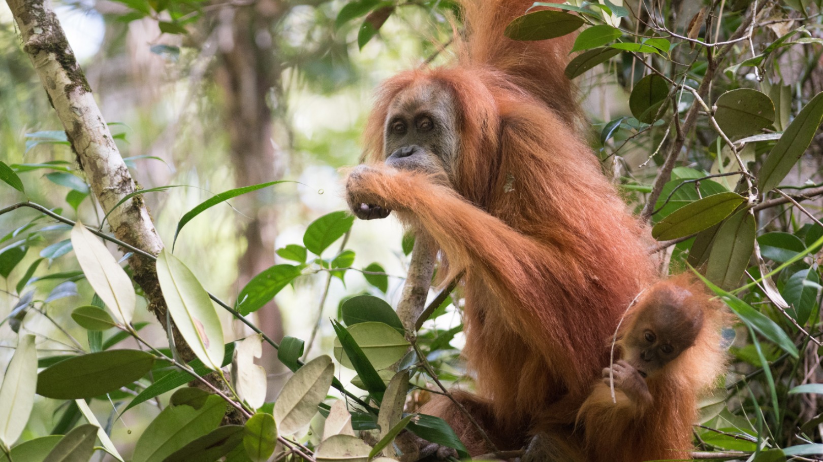 Door overstromingen kan de zeldzaamste mensaap ter wereld verdwijnen