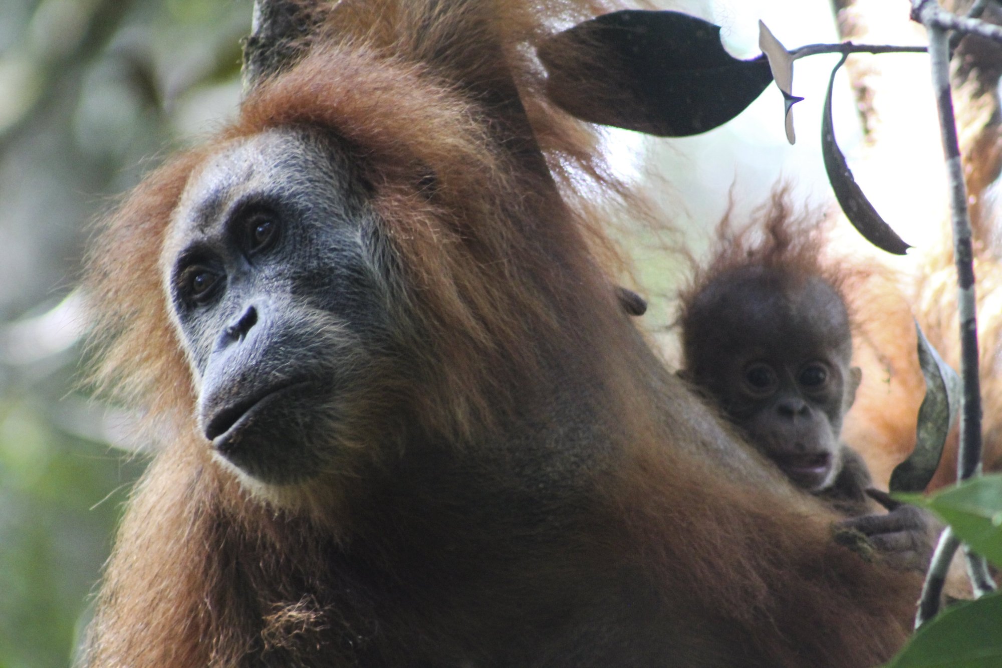 Een Tapanuli orang-oetan hangt aan een boom in het Batang Toru regenwoud in Noord-Sumatra.