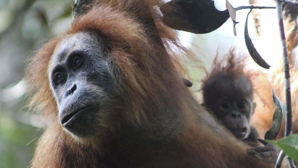 Een Tapanuli orang-oetan hangt aan een boom in het Batang Toru regenwoud in Noord-Sumatra.