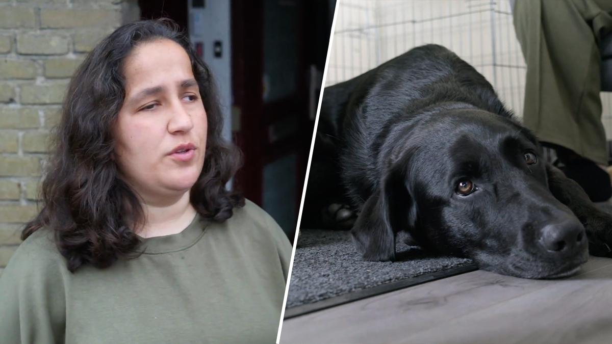 Bouwbedrijf legt schuld bij blindengeleidehond na val van Sibel in Recht Door Zeeman