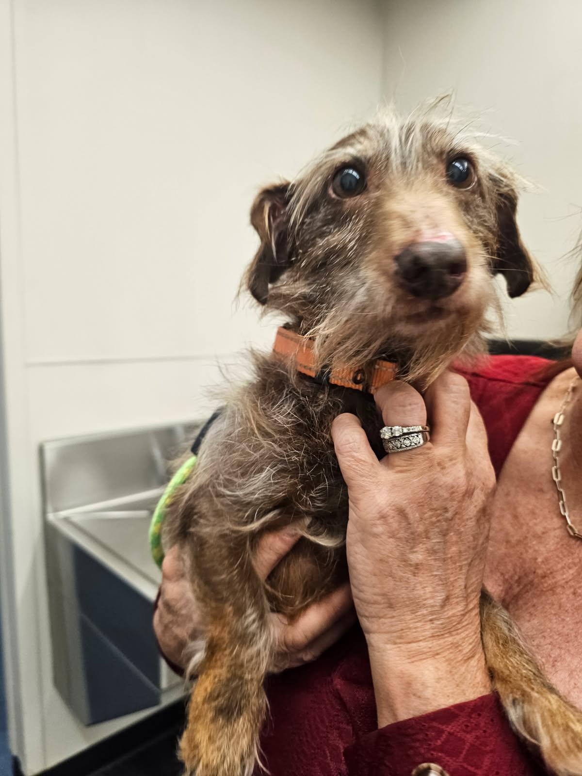Hond Choco na 5 jaar teruggevonden in VS: 'Het is een kerstwonder'