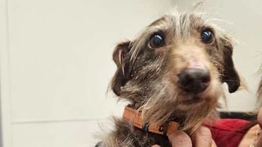 Hond Choco na 5 jaar teruggevonden in VS: 'Het is een kerstwonder'