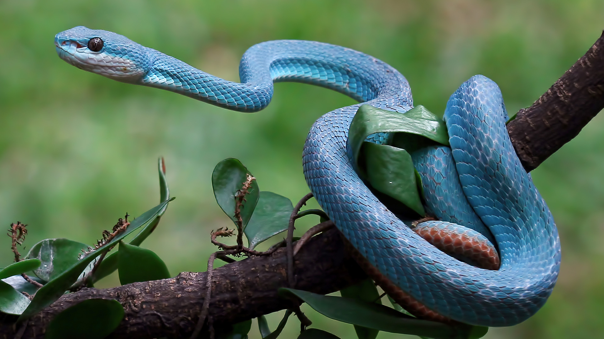 Blauwe groefkopadder, Trimeresurus insularis.