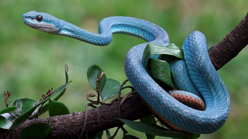 Blauwe groefkopadder, Trimeresurus insularis.