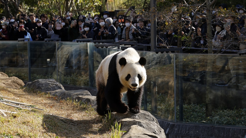 Drukte in dierentuin Tokio om panda's nog te kunnen zien