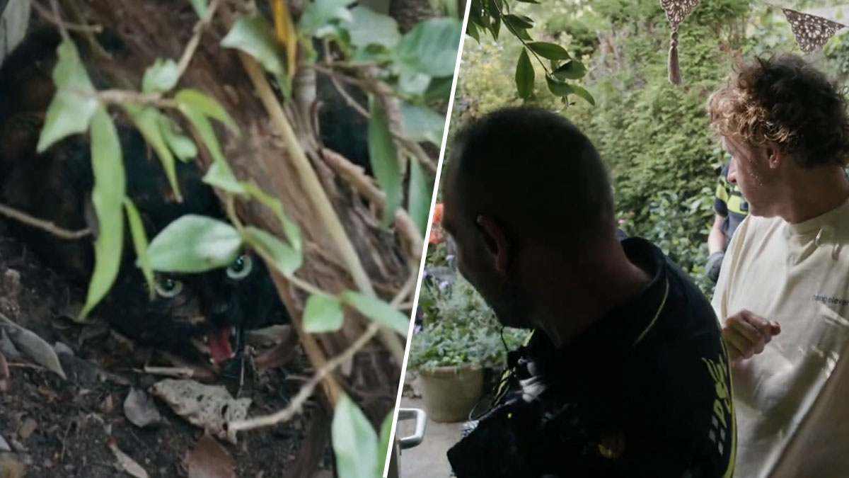 Ewout Genemans en Peter bang voor agressieve kraamkat in Bureau Utrecht: 'Vang liever een pitbull'