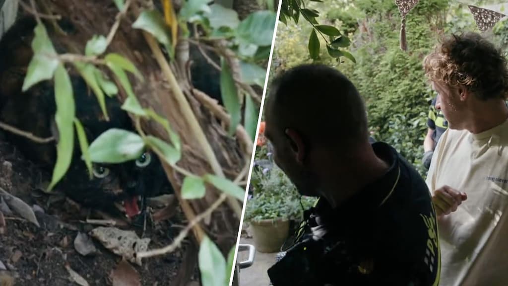 Ewout Genemans en Peter bang voor agressieve kraamkat in Bureau Utrecht