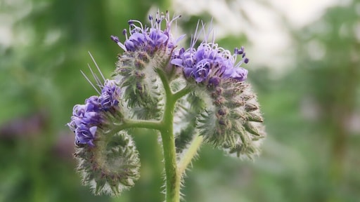 Zachte temperaturen blijven, bewolking neemt toe