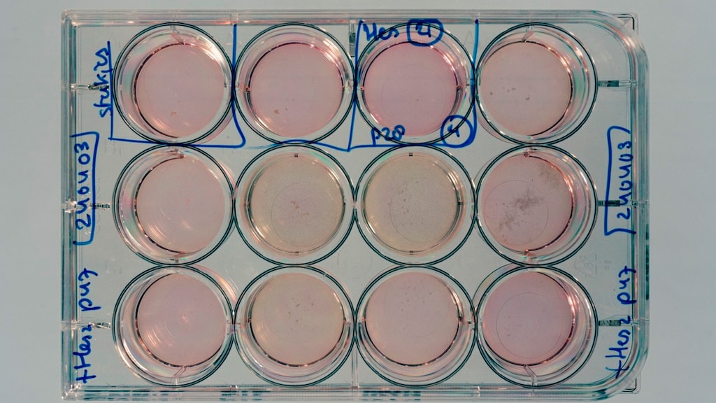 Meerderheid Tweede Kamer steunt wet die kweken embryo's mogelijk maakt