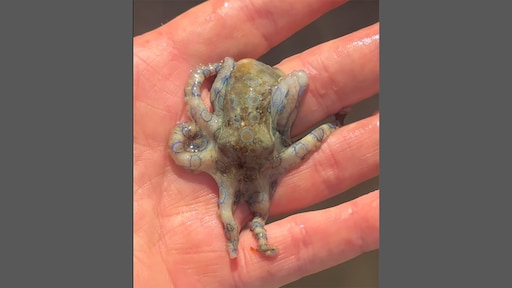 Man op vakantie in de Filipijnen raakt onbewust giftigste dier ter wereld aan