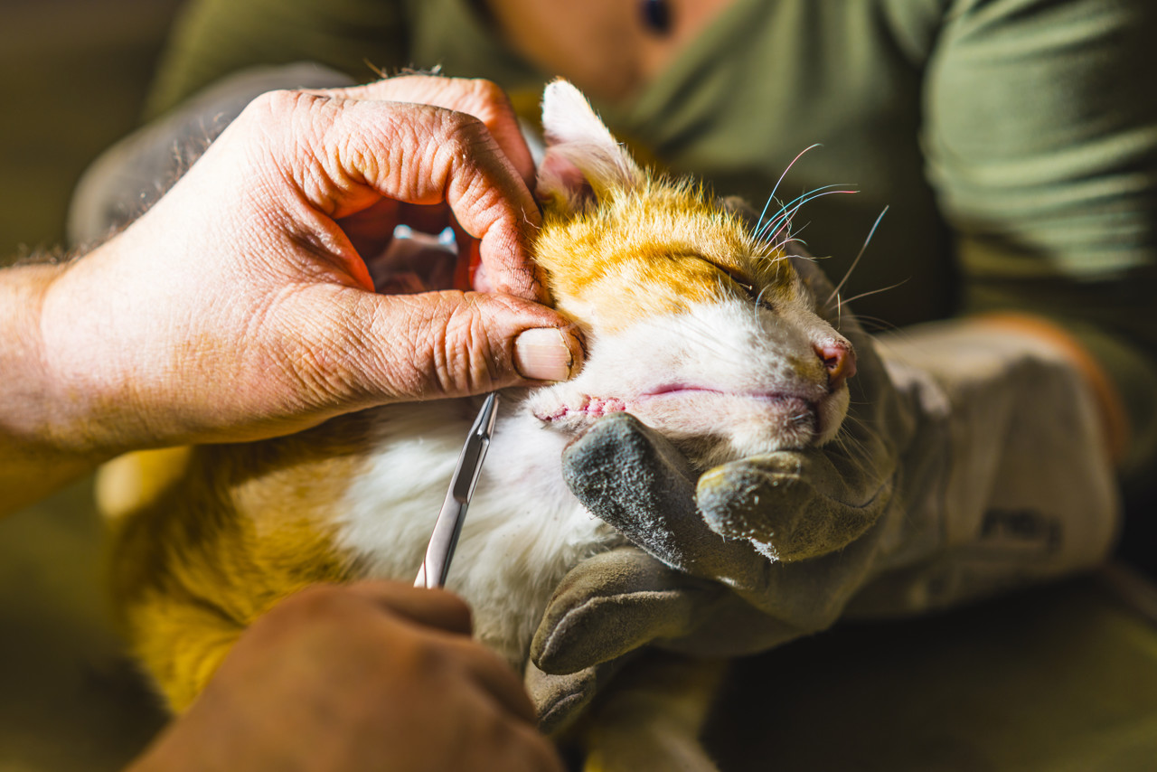 Toezichthouder: eigenaar huisdier vaker te duur uit bij dierenarts