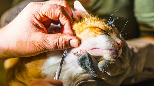 Toezichthouder: eigenaar huisdier vaker te duur uit bij dierenarts