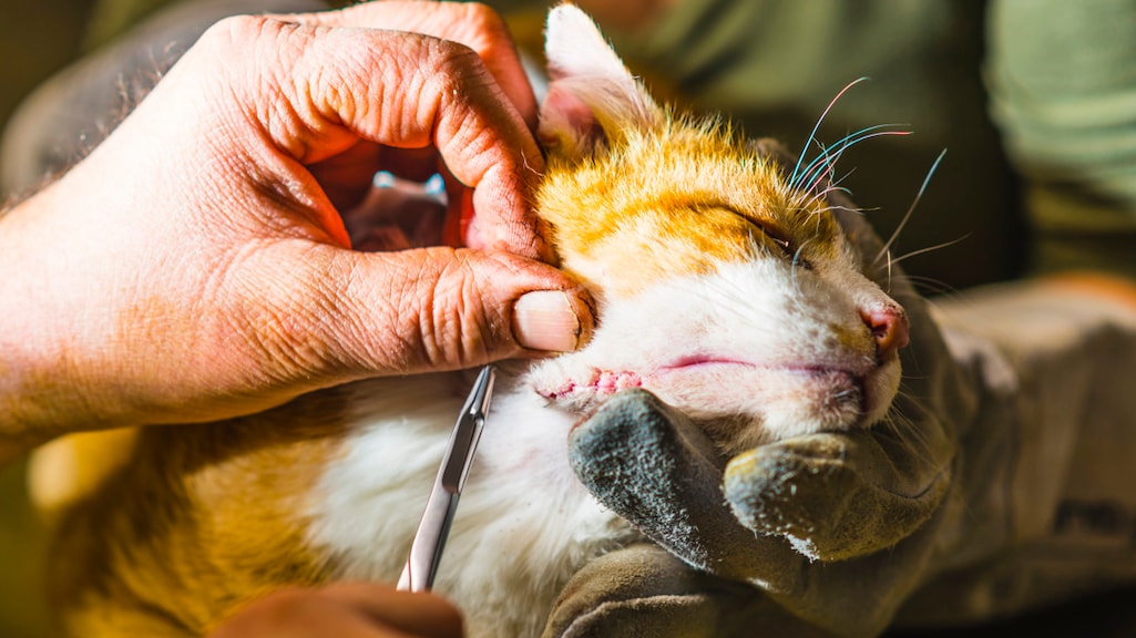 Toezichthouder: eigenaar huisdier vaker te duur uit bij dierenarts