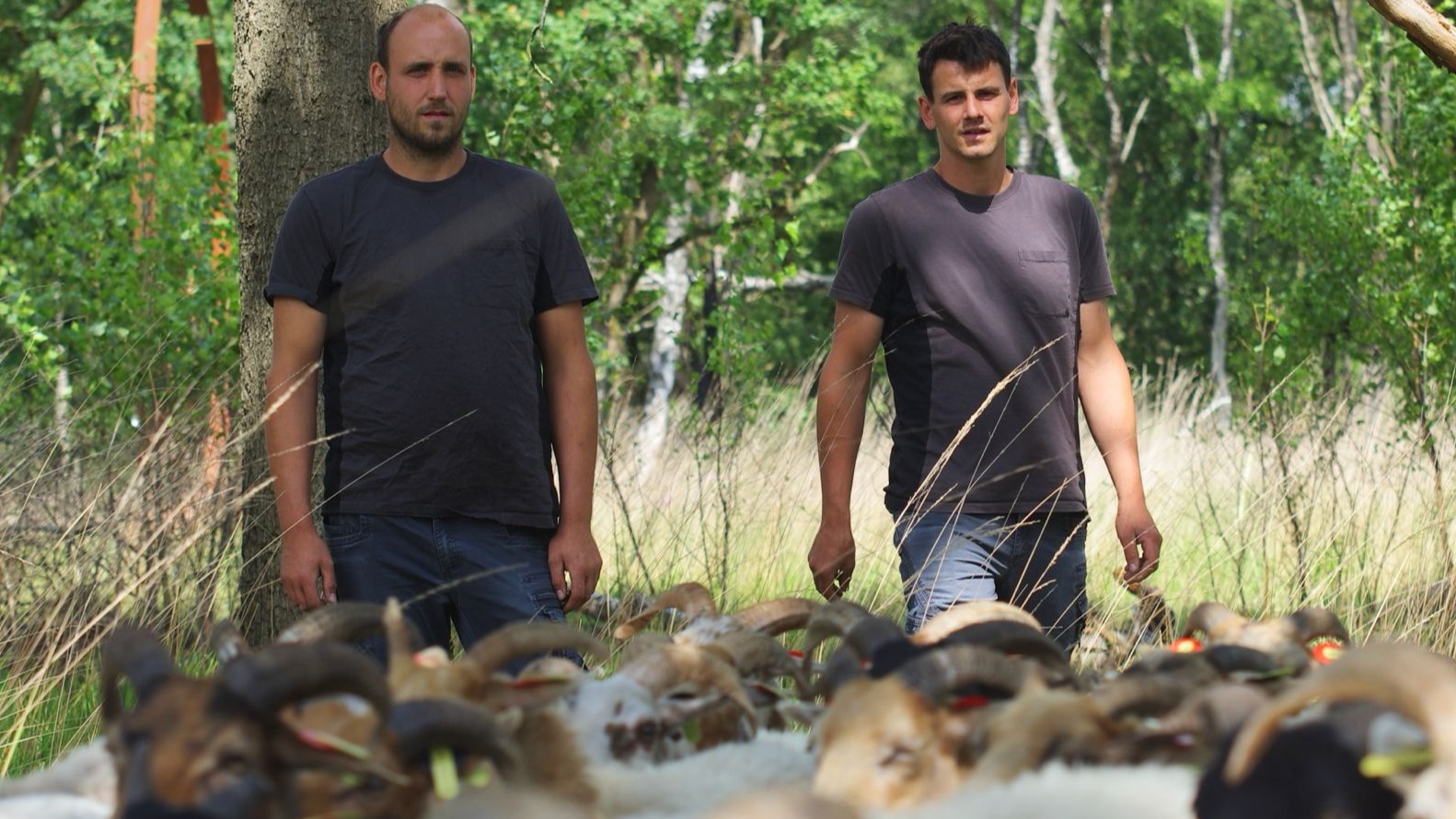 Schapen als businessmodel: dit bedrijf verdient aan natuurbeheer