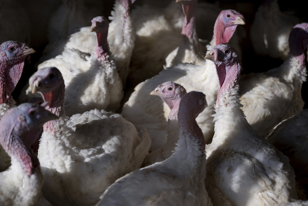 Vogelgriep op kalkoenenbedrijf Limburg: 54 pluimveebedrijven binnen straal 10 kilometer