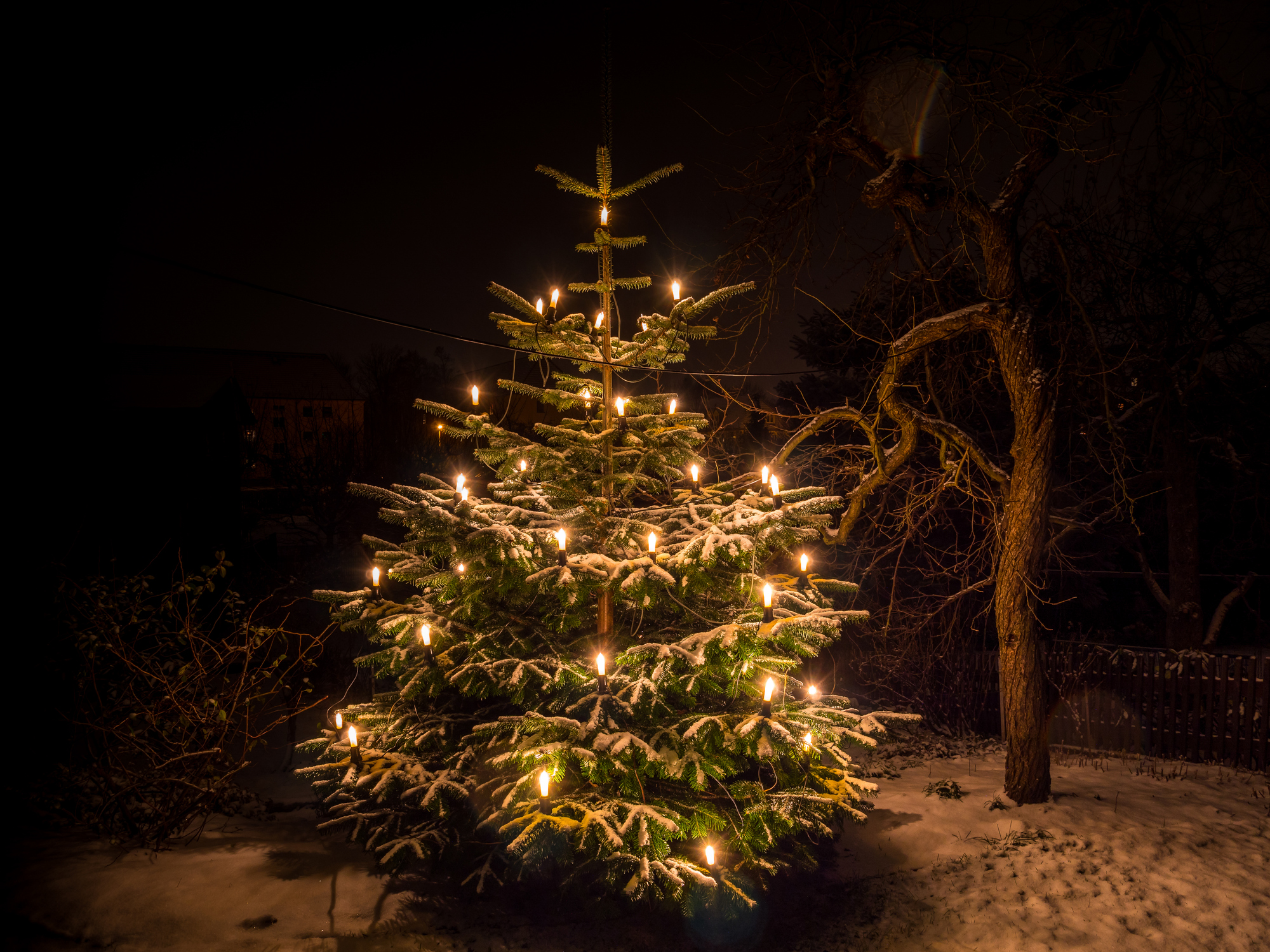 Kerstboom terugplanten in de tuin: dit zijn de do's and don'ts