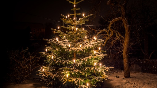 Kerstboom terugplanten in de tuin: dit zijn de do's and don'ts