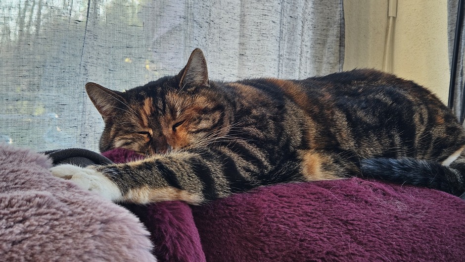 Deze kat van Nely van Frankenhuijzen blijft lekker binnen.