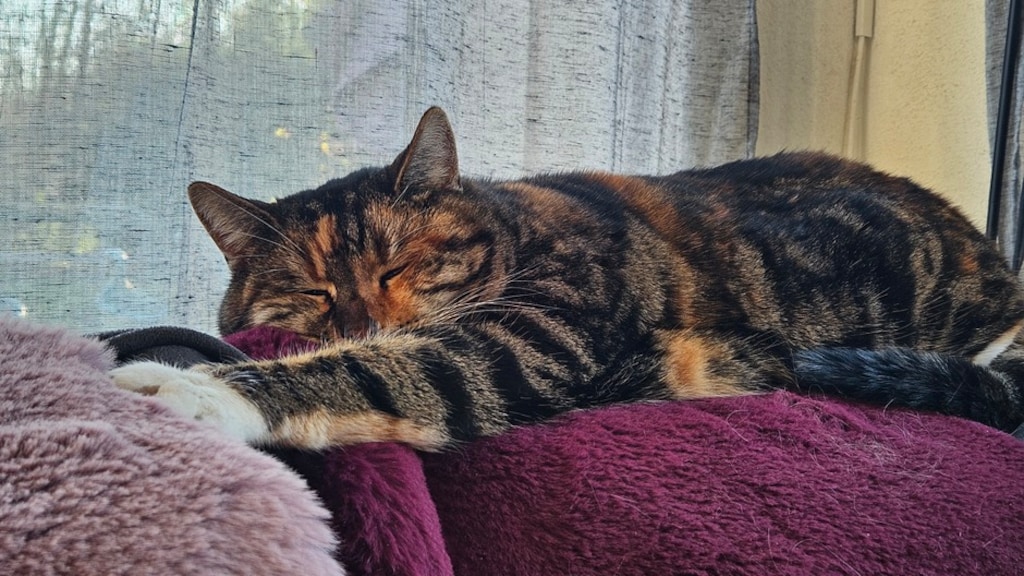 Deze kat van Nely van Frankenhuijzen blijft lekker binnen.