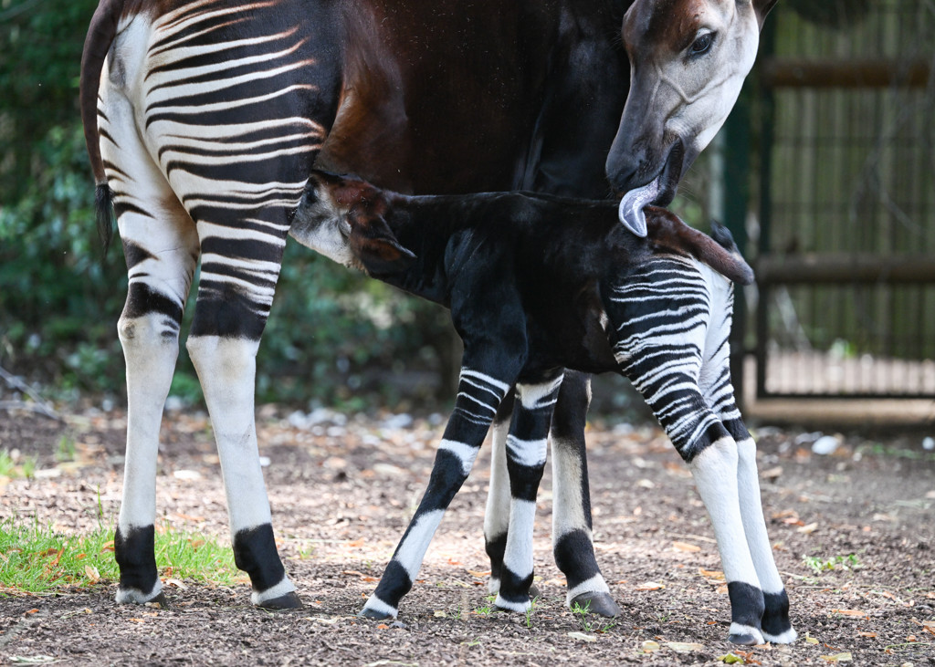 Diergaarde Blijdorp geeft okapi's kalmeringsmiddel om vuurwerk