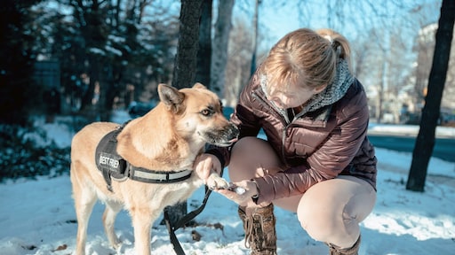 Hondeneigenaren gewaarschuwd: 'Kou en strooizout mogelijk pijnlijk voor poten'