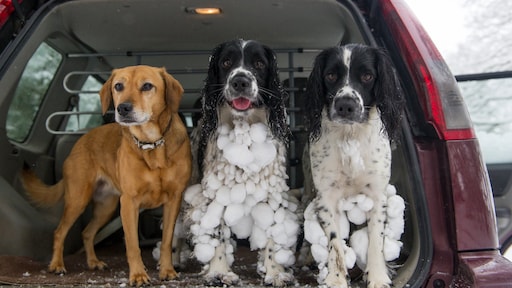 Hondenpoten vol met sneeuwklonten? Zo verwijder je ze pijnloos