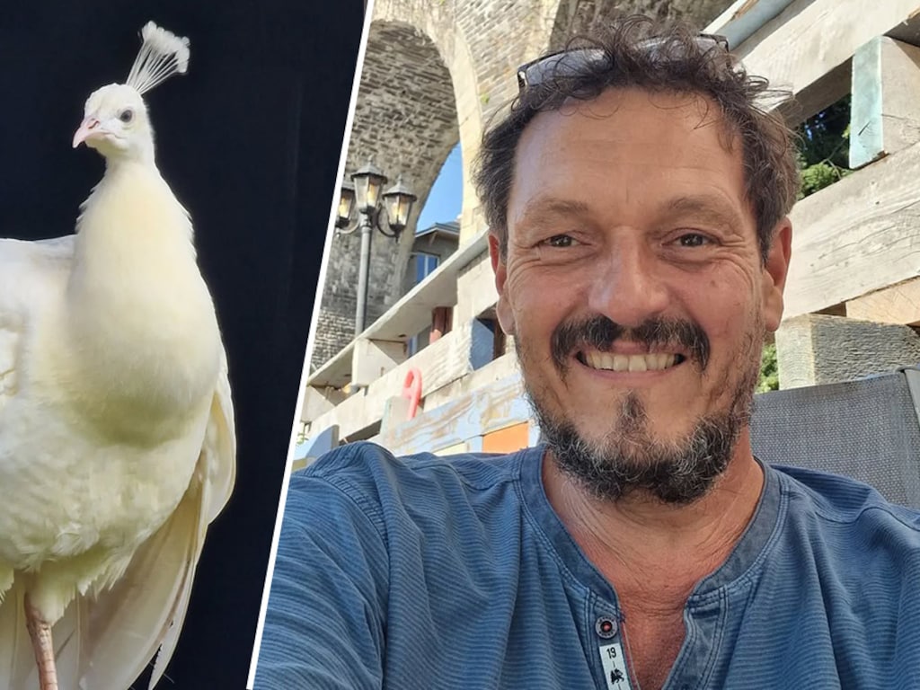 Bekende pauw 'Paultje' van Walter uit B&B Vol Liefde overleden: 'Bedankt voor al je mooie kreten'