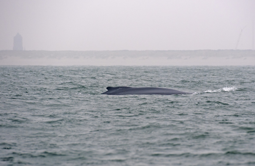 Bultrug gespot voor de kust van Noord-Holland, rond kerst ook al