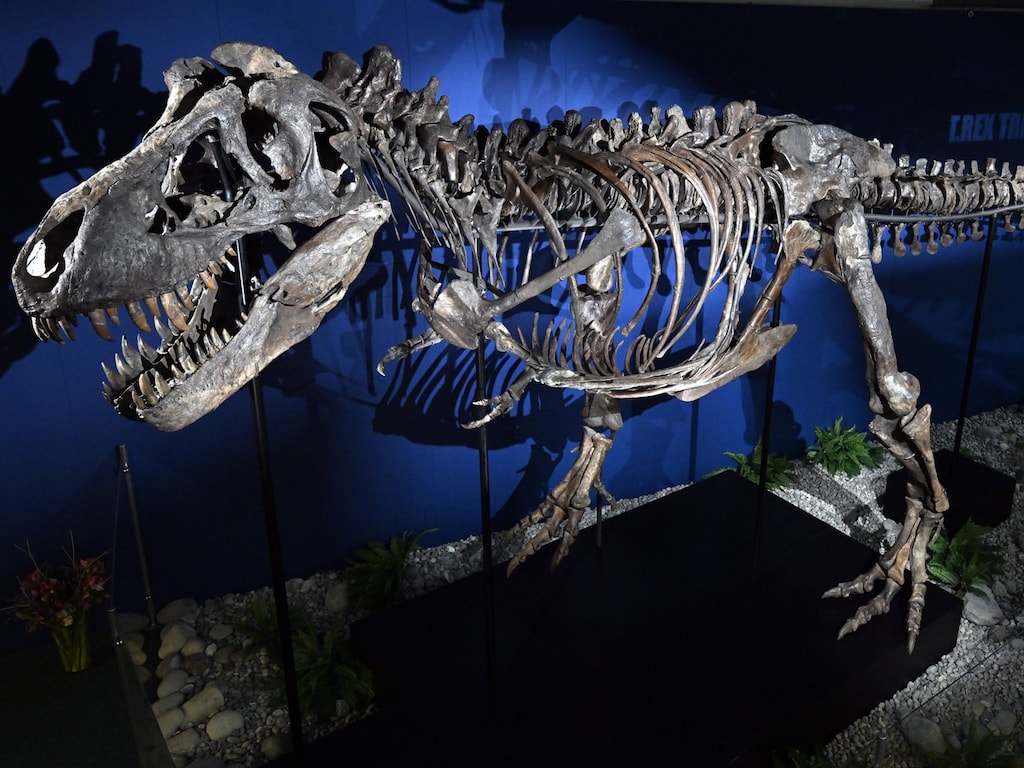 Nieuwe studie: T. rex bleef langer klein en leefde waarschijnlijk langer