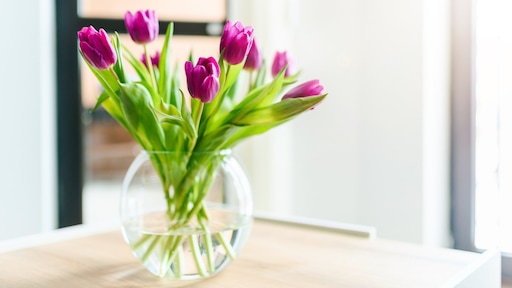 Zó geniet je zo lang mogelijk van je bosje tulpen