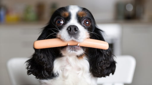 Per ongeluk hondenvoer gegeten: kan het kwaad?