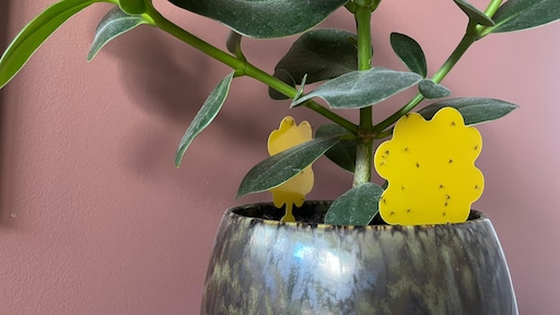 Kleine vliegjes, groot probleem: zo kom je van rouwvliegjes af