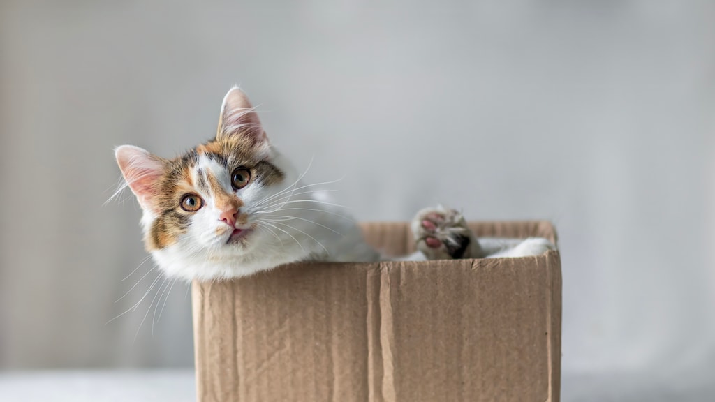 Kartonnen dozen en katten: dit is waarom ze er geen genoeg van krijgen
