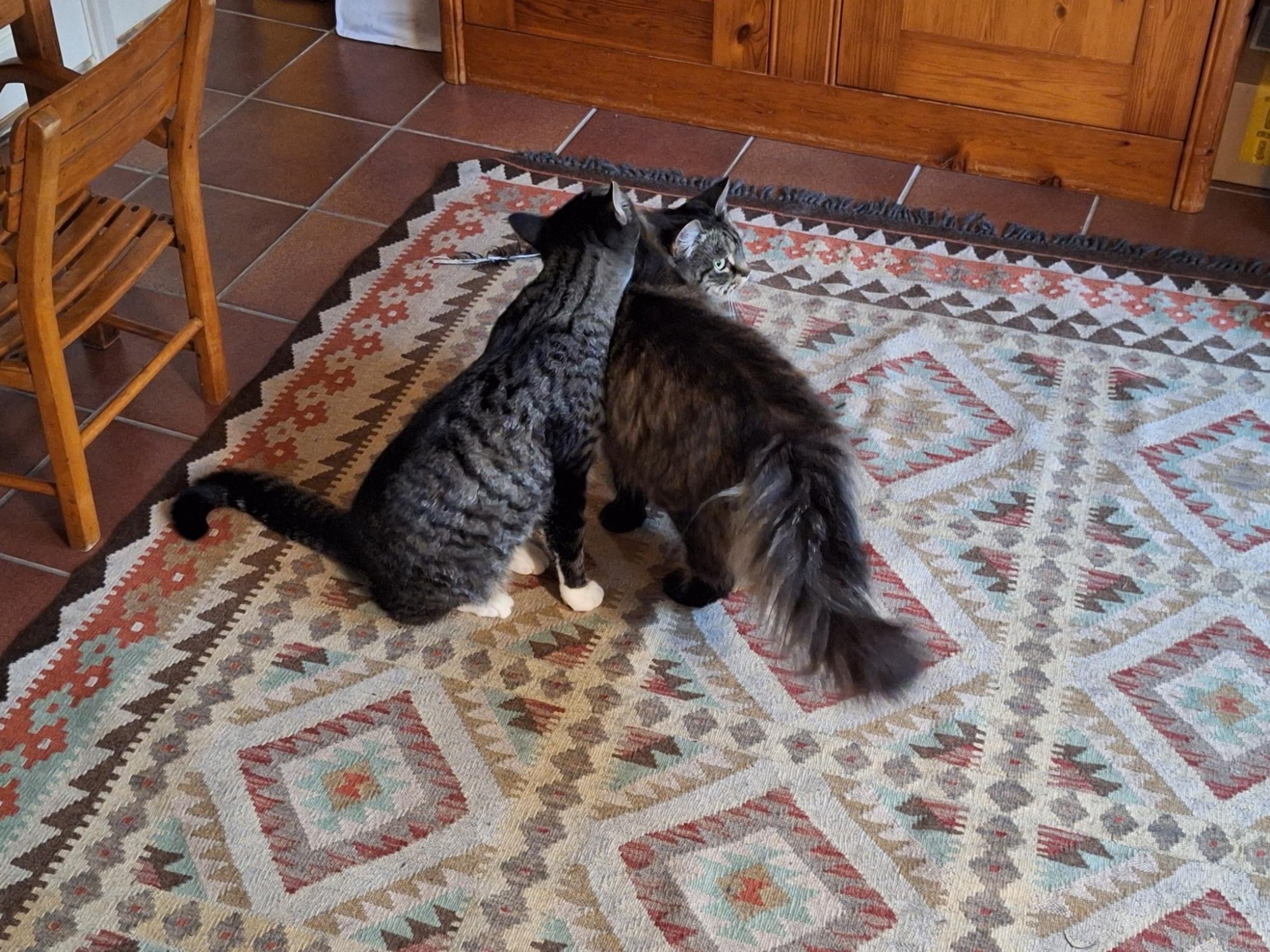 Na explosie Utrecht wordt nog gezocht naar katten Cara en Doerak: 'We kunnen er niet bij'