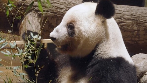 Dringen in Japanse dierentuin voor afscheid reuzenpanda's