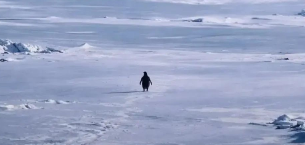 Dit beeld over 'krachtige pinguïn' gaat viraal, maar eigenlijk vertoont het dier vreemd gedrag