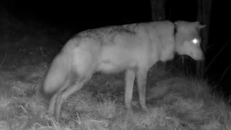 Enige wolf met zender is nieuwe Bram, neemt plek in roedel Utrecht in: 'Bizar toeval'