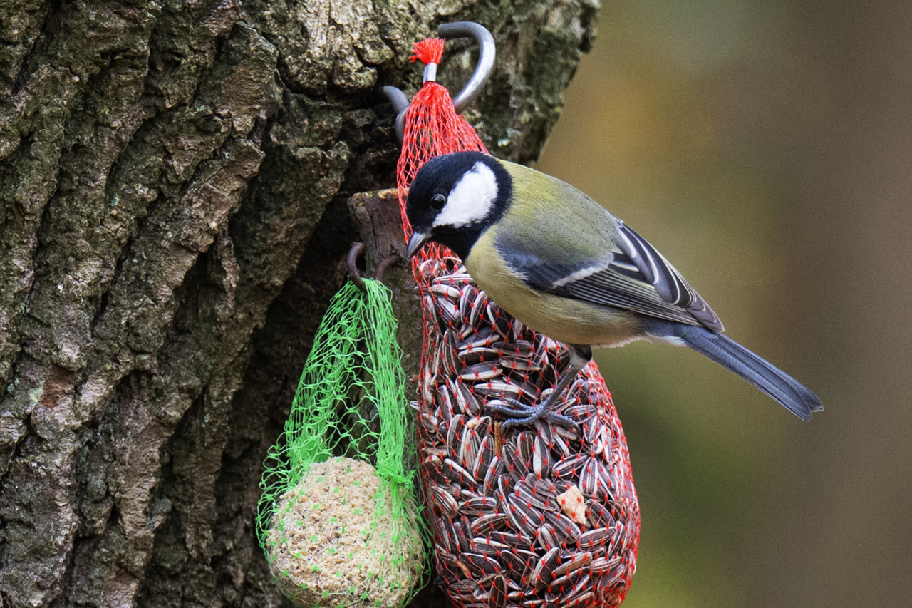 Koolmees stoot huismus van troon, is meest getelde vogelsoort 