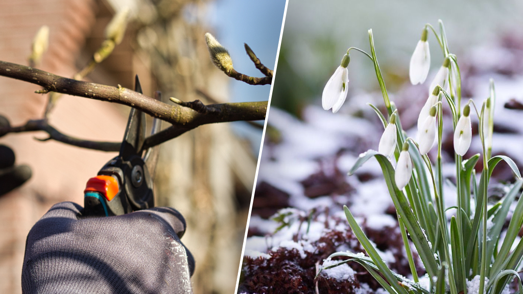 ‘Dit jaar is alles anders’: zegt tuinexpert Huib Schuttel over tuinieren in februari